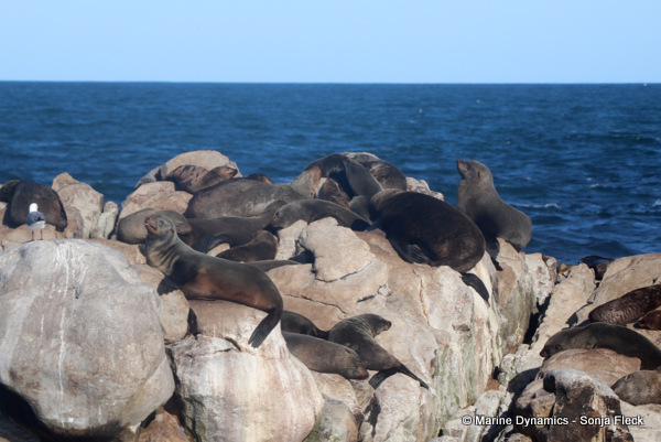 Cape fur seals, South Africa